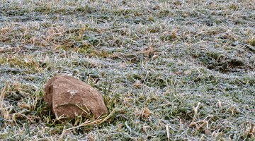L' inverno nel giardino: Trasformare il freddo in un' occasione per il tuo prato.