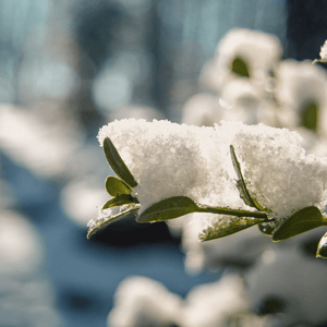 Affrontare i fattori critici dell' inverno per un prato sano