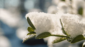 Affrontare i fattori critici dell' inverno per un prato sano