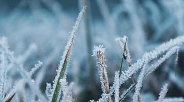 Cura del prato in inverno: Cinque errori da evitare.