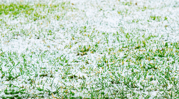 Strategie efficaci per prevenire il diradamento del prato in inverno