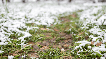 Protezione e cura del prato sotto la neve: Strategie per l'Inverno