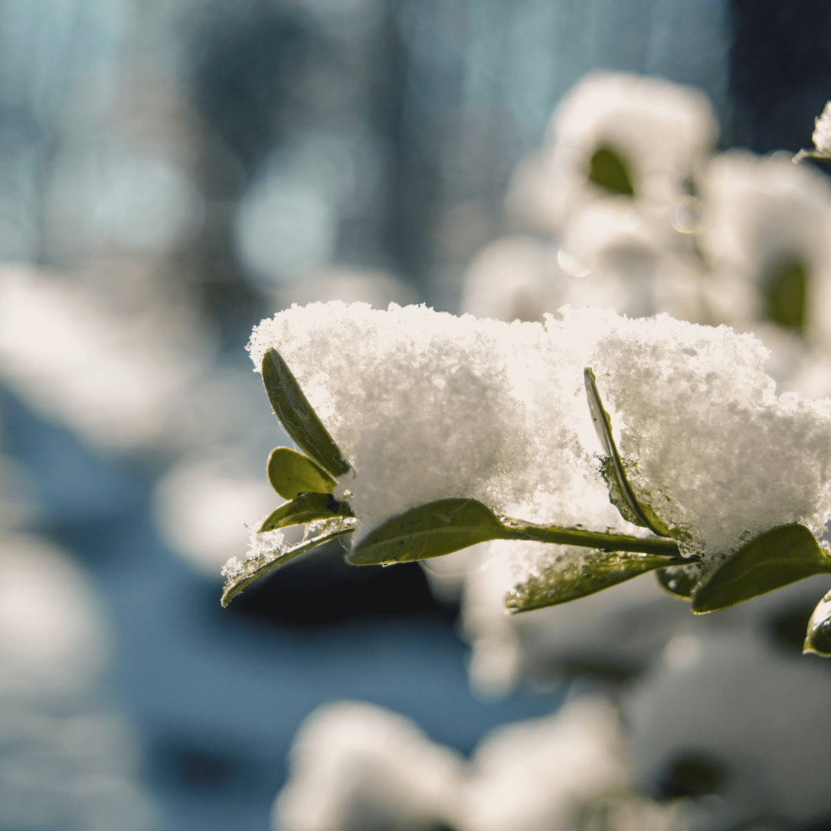 Affrontare i fattori critici dell' inverno per un prato sano