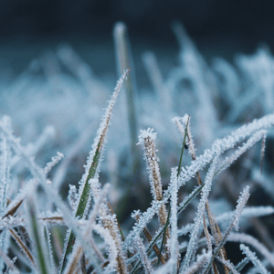 Cura del prato in inverno: Cinque errori da evitare.