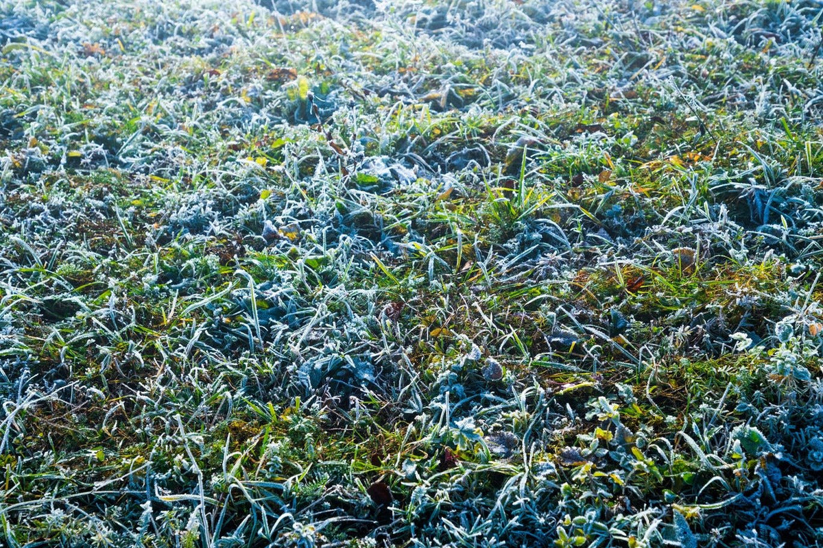 Come proteggere il tuo prato in inverno: Consigli pratici