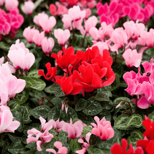 Fiori invernali nel giardino: Bellezza e cura durante il freddo