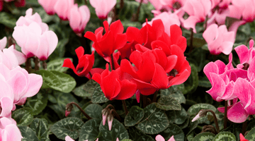 Fiori invernali nel giardino: Bellezza e cura durante il freddo