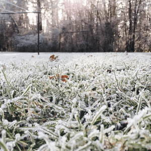 Conosci i danni del freddo sul prato