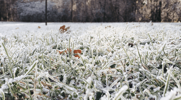 Conosci i danni del freddo sul prato