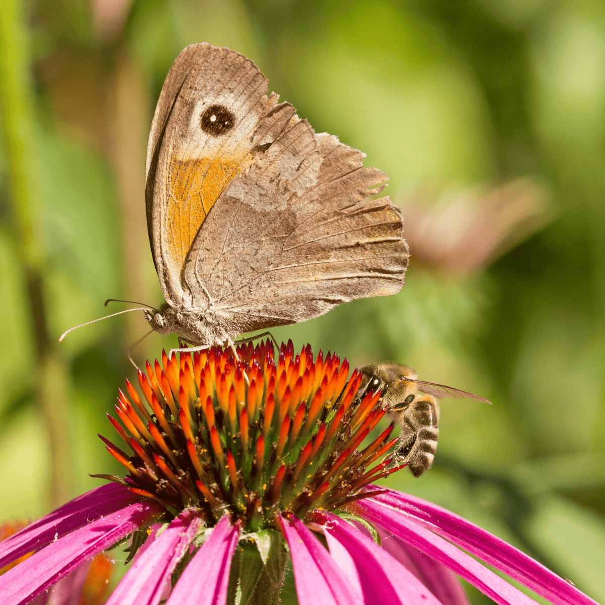 Elemento Decorativo Per Recinzione Giardino – Api E Farfalla In Acciaio – Effetto Ruggine Naturale