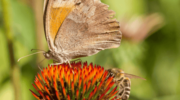 Come creare un giardino amico delle farfalle e delle api