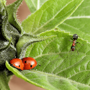 Insetti nel giardino: Guida agli alleati e avversari del verde.