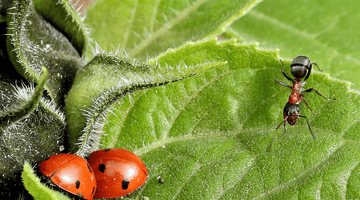 Insetti nel giardino: Guida agli alleati e avversari del verde.