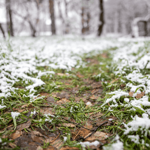 Protezione e cura del prato sotto la neve: Strategie per l'Inverno