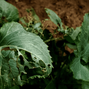 Controllo dei parassiti: Metodi naturali per un giardino salutare