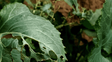 Controllo dei parassiti: Metodi naturali per un giardino salutare