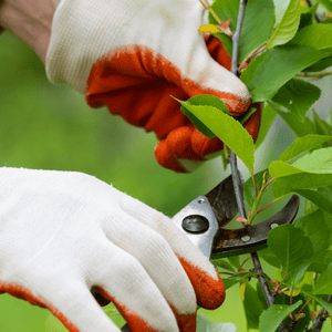 Tecniche di potatura essenziali: Guida completa per un giardinaggio efficace