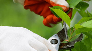 Tecniche di potatura essenziali: Guida completa per un giardinaggio efficace