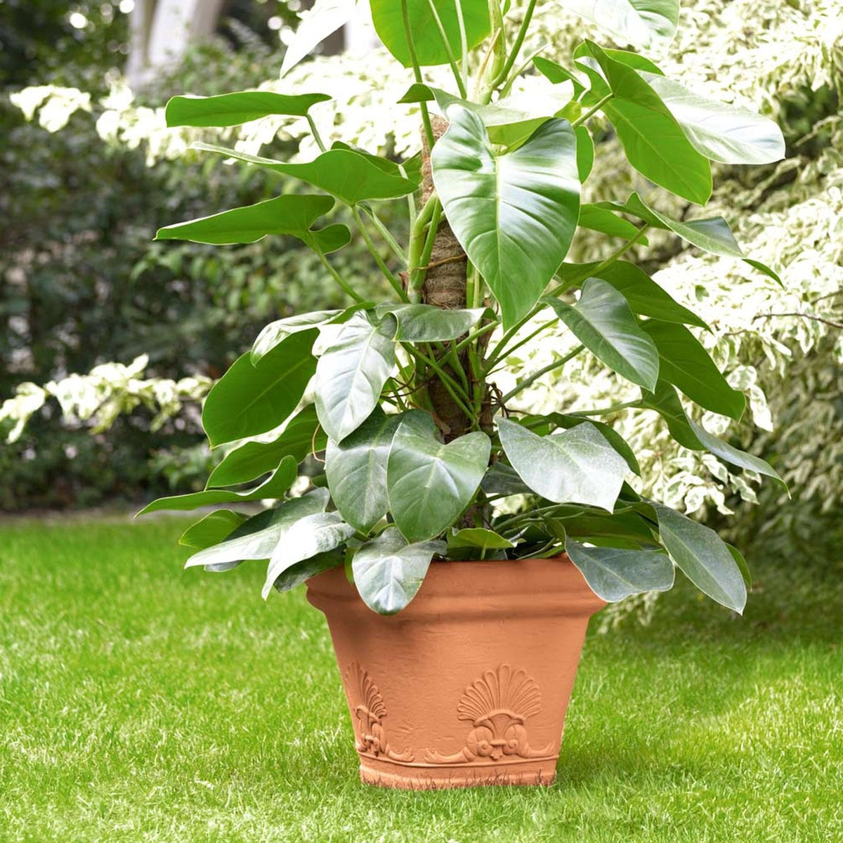 Pianta in vaso in giardino