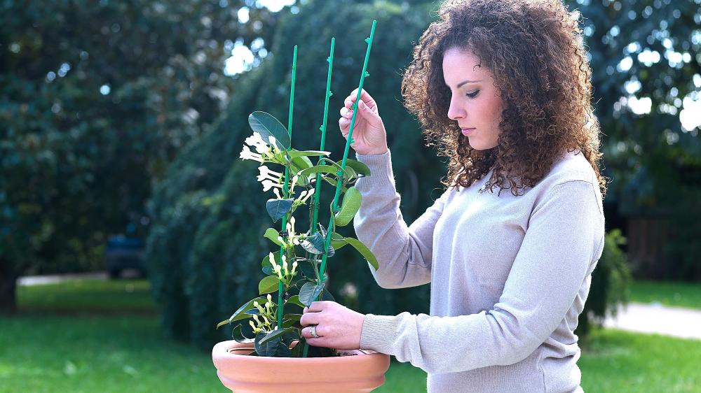 Supporto per pianta - Di Martino 70 cm