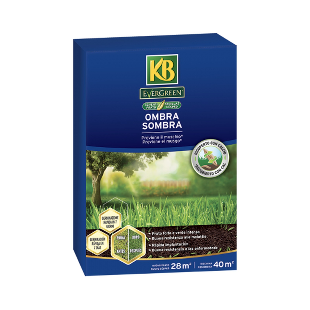 Semillas de césped Sombra - Evergreen 1 kg