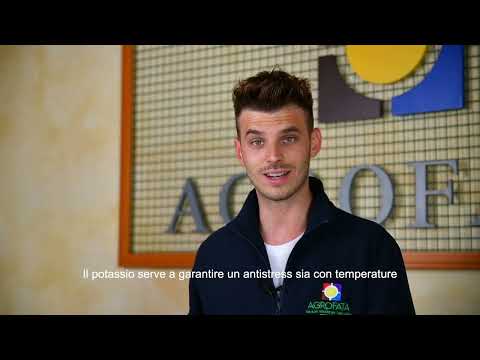 Concime Antistress - Evergreen 2 kg
