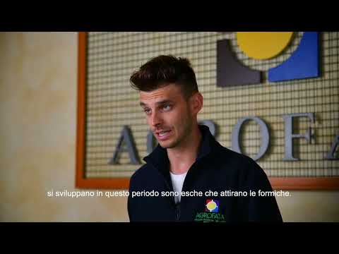 Esca per formiche - Nexa 2 erogatori